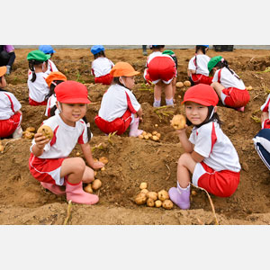 じゃがいも掘り