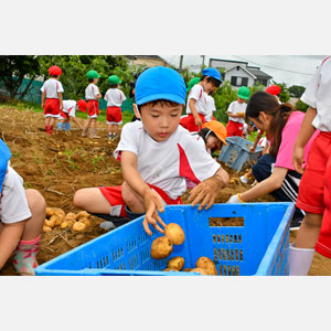 じゃがいも掘り